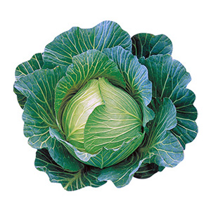 Cabbage